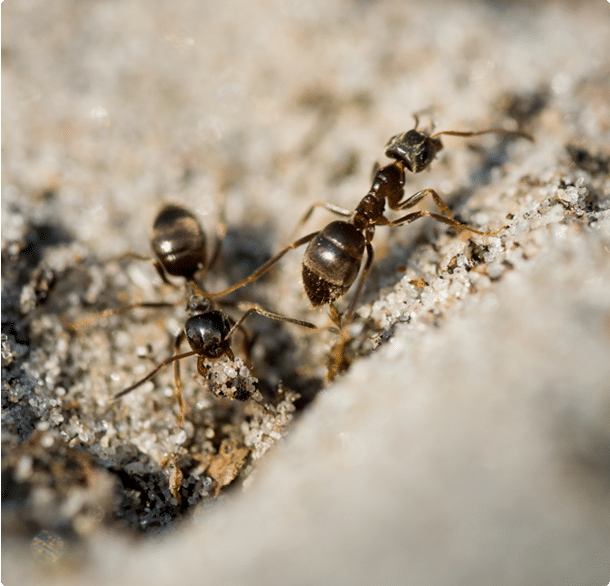 Wood Destroying Insects Report